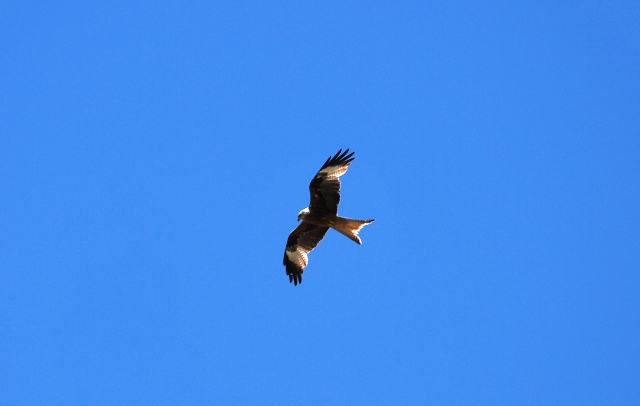 Rapace da identificare